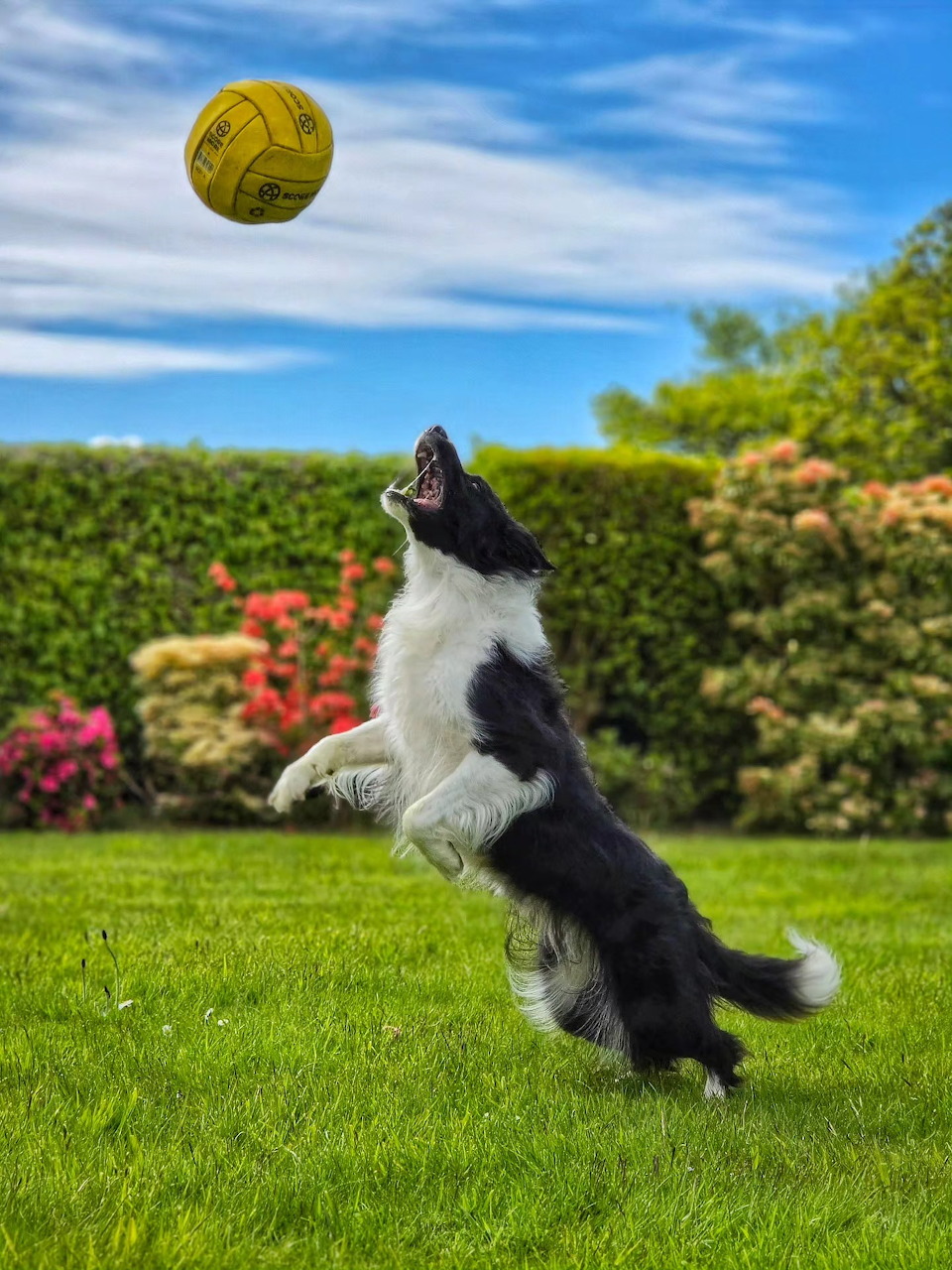 Black and white Border Collie jumping to catch a yellow ball in a green garden