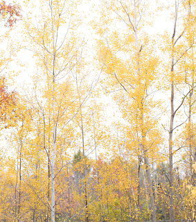 Birches