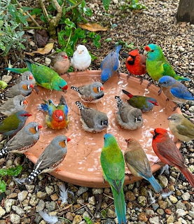 Colorful parrots and small birds gathered around a terracotta bird bath on gravel