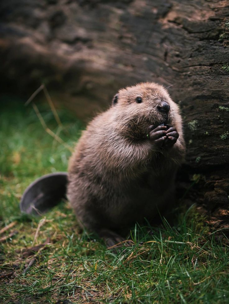 Baby beaver sitting on grass holding food in its paws next to a large log