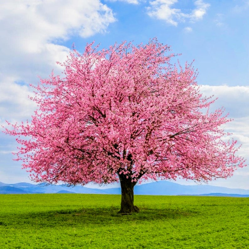 Pink flowering cherry tree in full bloom on green grass under blue sky