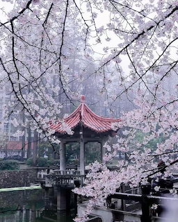 Japanese pagoda with red roof framed by cherry blossom branches over water in misty spring setting