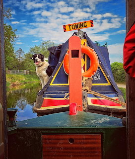 Black and white dog sitting on front of orange and blue narrowboat on canal with blue sky