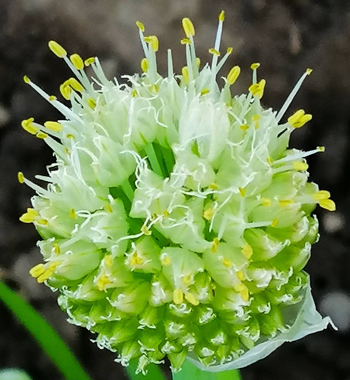 Onion Flower Bud in Spring