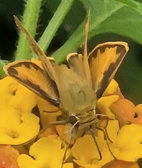 Yellow Butterfly on Flower