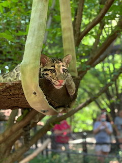 Clouded leopard with open mouth resting on tree branch among green leaves