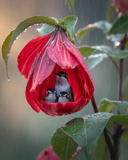 Small bird nestled inside a red flower seeking shelter, surrounded by green foliage