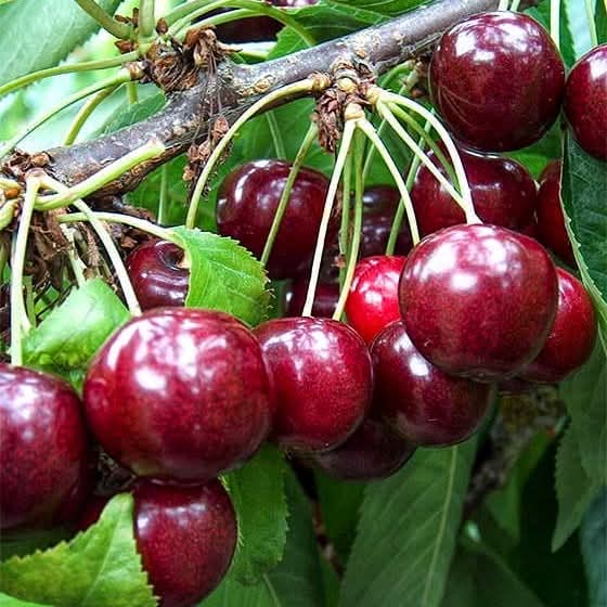Ripe Cherries Cluster