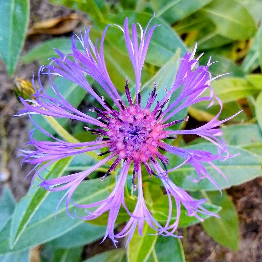 Close-up of purple spiky flower with thin radiating petals and green foliage