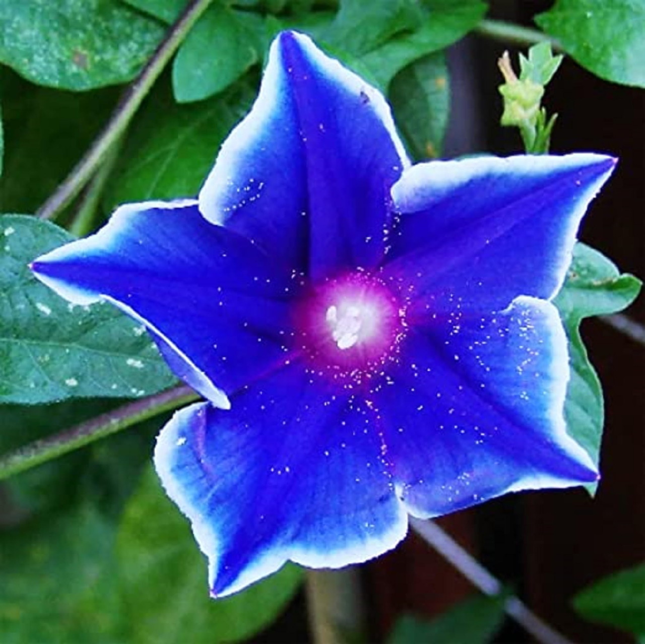 Blue Japanese morning glory flower with white edges and pink center against green foliage