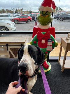 Black and white Great Dane dog on a purple leash in front of a Grinch Christmas figurine inside a store