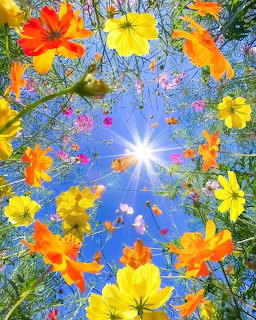 Colorful wildflowers seen from below against blue sky with bright sunburst in center
