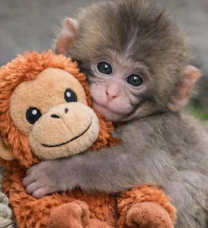 Baby gray monkey hugging an orange stuffed monkey toy and looking at the camera