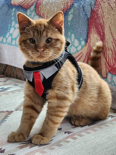 Orange tabby cat wearing a harness with a small red tie sitting on a floral couch