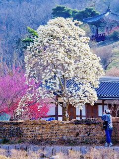 Korean Temple Spring Blossoms