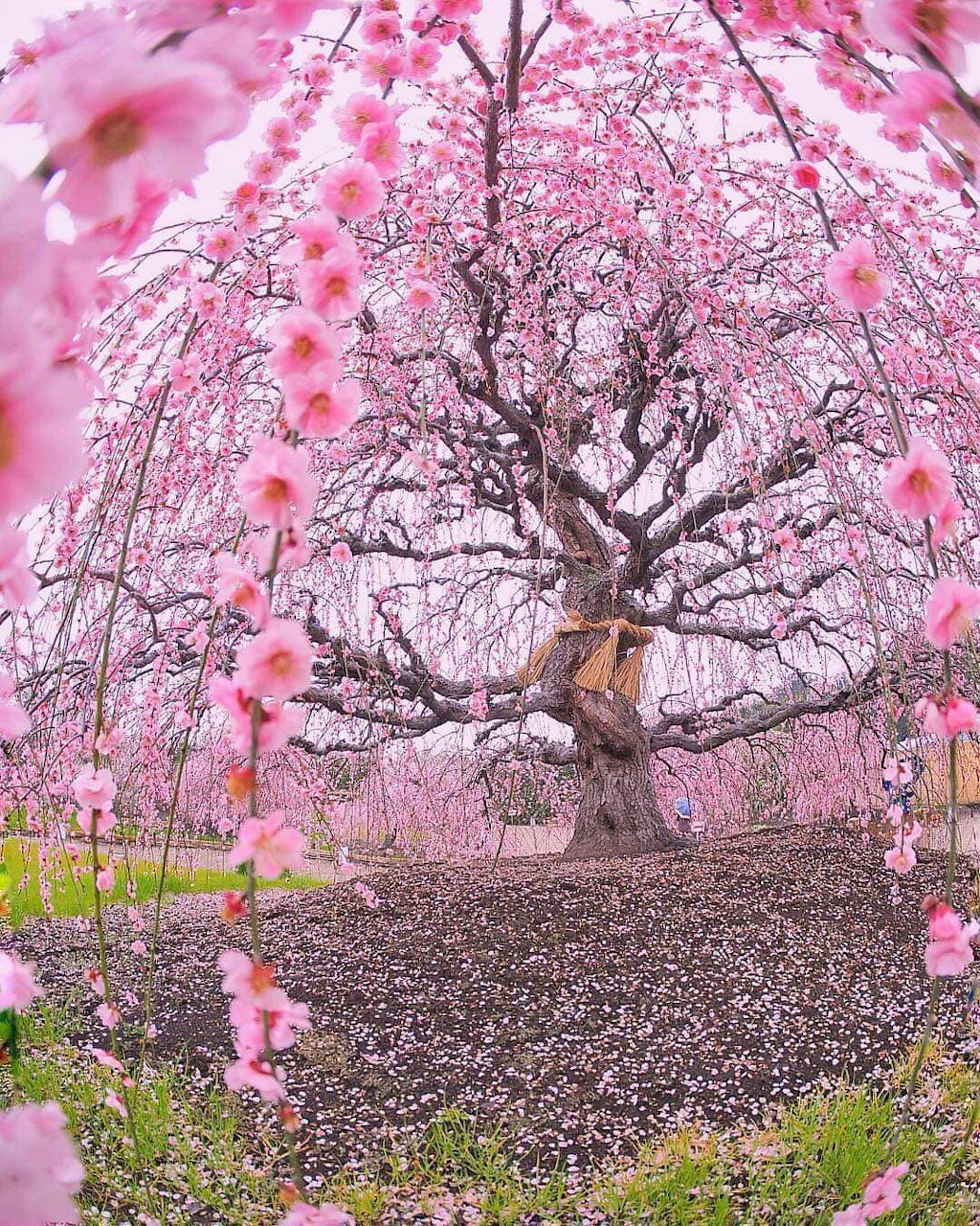 Large old weeping plum tree with pink blossoms cascading from twisted branches in Japanese garden