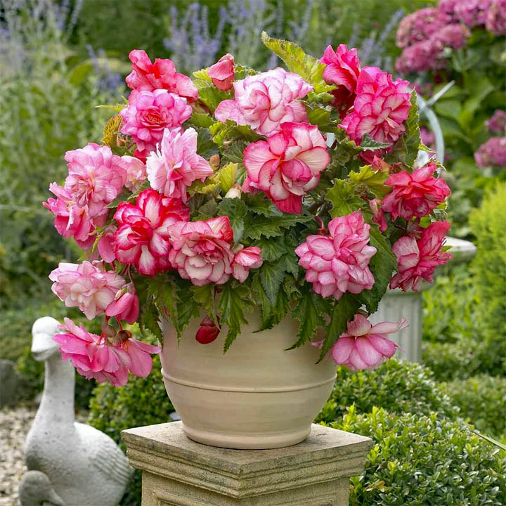 Pink Begonia Flowers