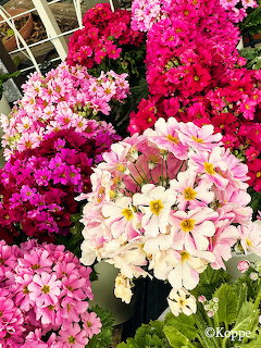 Close-up of colorful primula flowers in pink, magenta, and cream clustered together