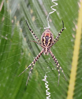 Argiope Spider on Web