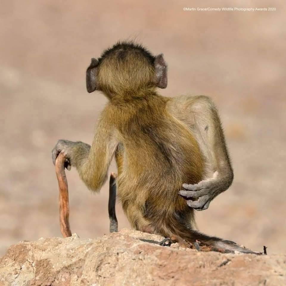 Monkey hunched over on rock holding stick, arched back posture