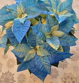 Blue and green poinsettia plant on a snowflake-patterned tablecloth