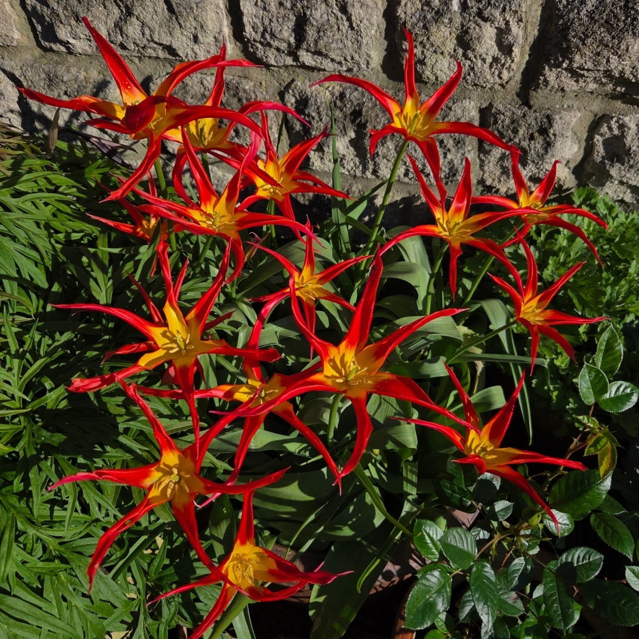 Red and yellow star-shaped flowers with green leaves in front of a stone wall