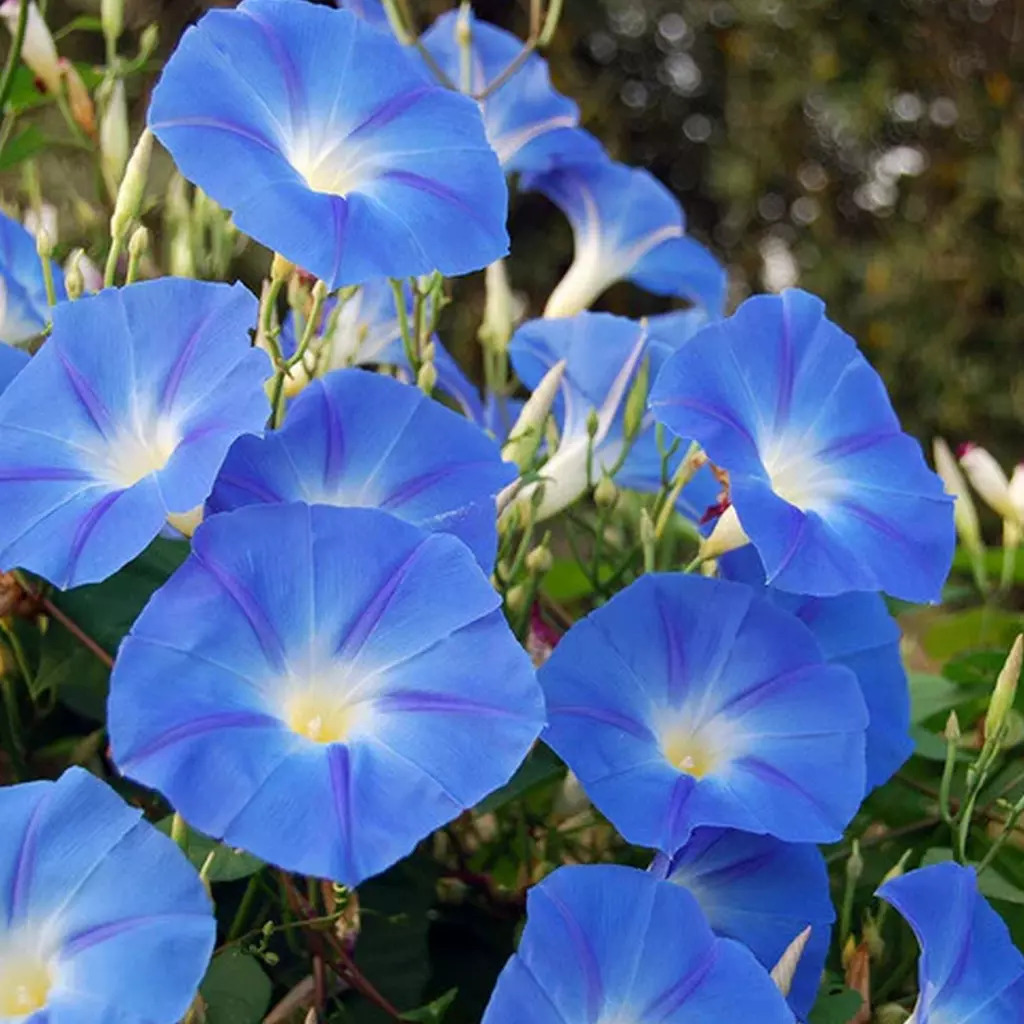Cluster of bright blue morning glory flowers with white centers in sunlight
