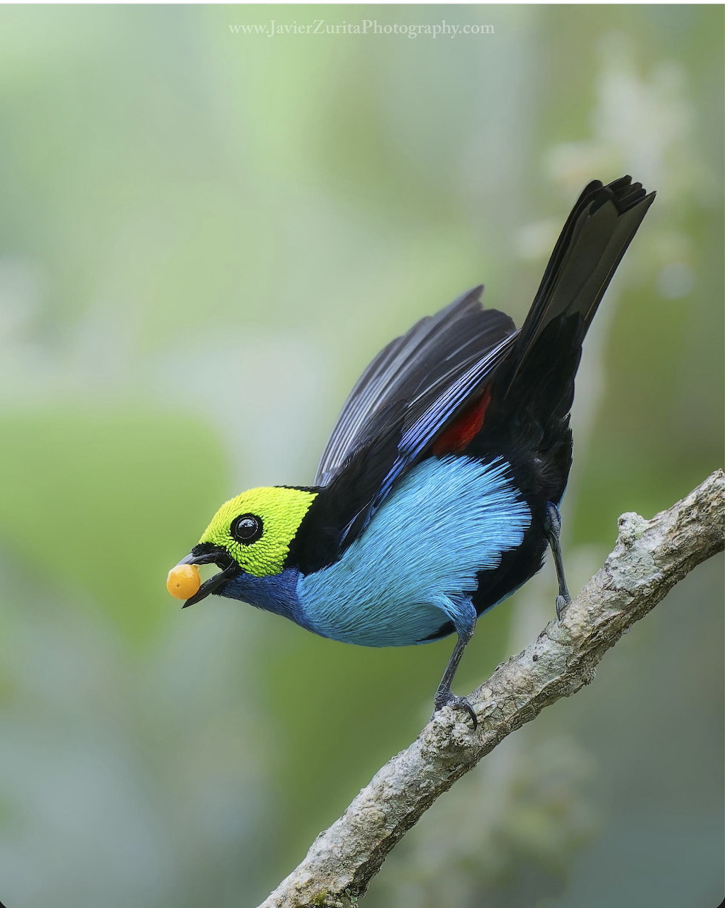 Colorful paradise tanager bird with green head and blue chest perched on a branch