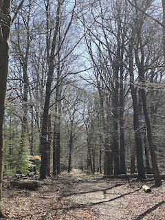 Path through a deciduous forest with bare trees and fallen leaves in early spring or late autumn