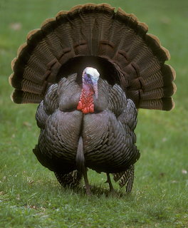 Wild turkey on grass with tail feathers fully fanned, facing forward
