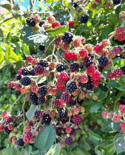 Clusters of blackberries in various ripening stages on a green leafy bush in sunlight