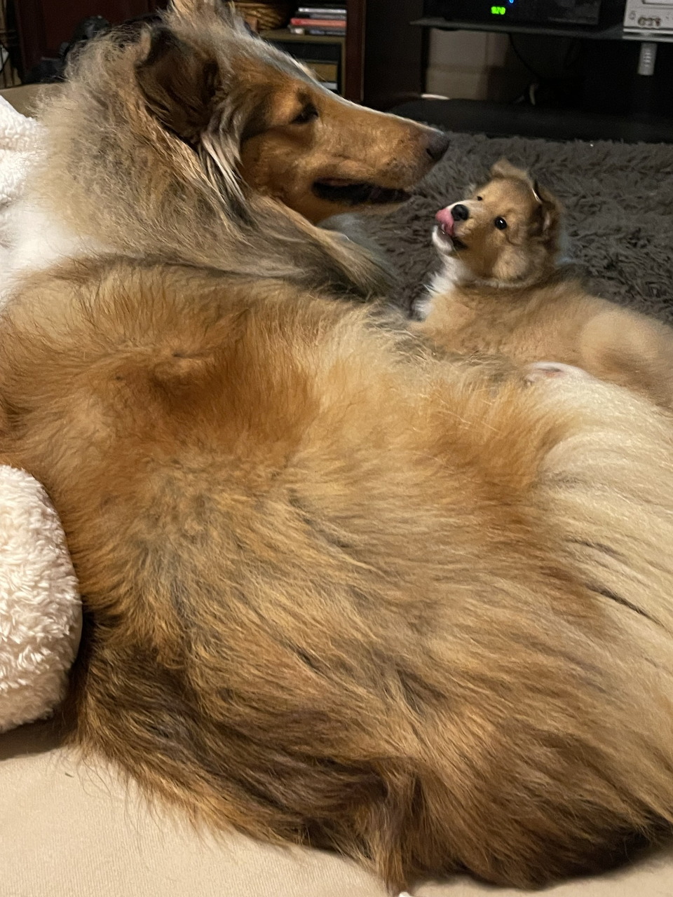 Large Rough Collie lying on floor with a small Sheltie puppy licking its face
