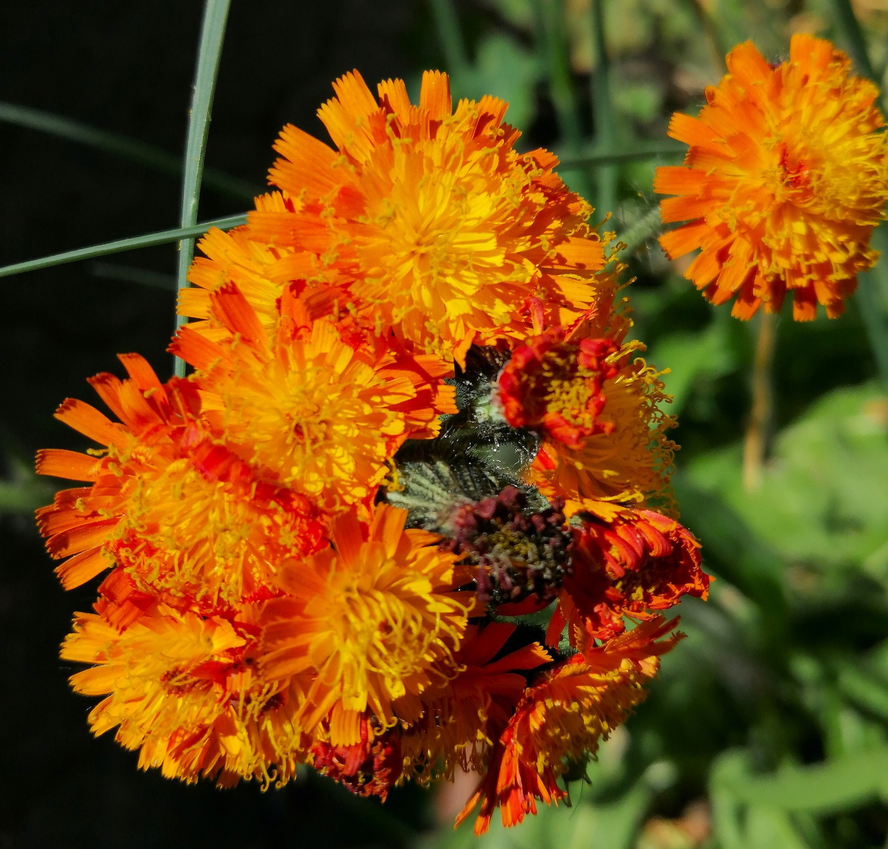 Cluster of bright orange hawkweed flowers with fringed petals in close-up
