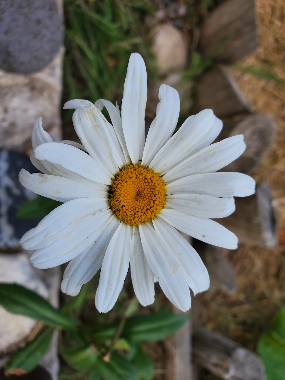 Close-up of a white daisy flower with yellow center against stone background
