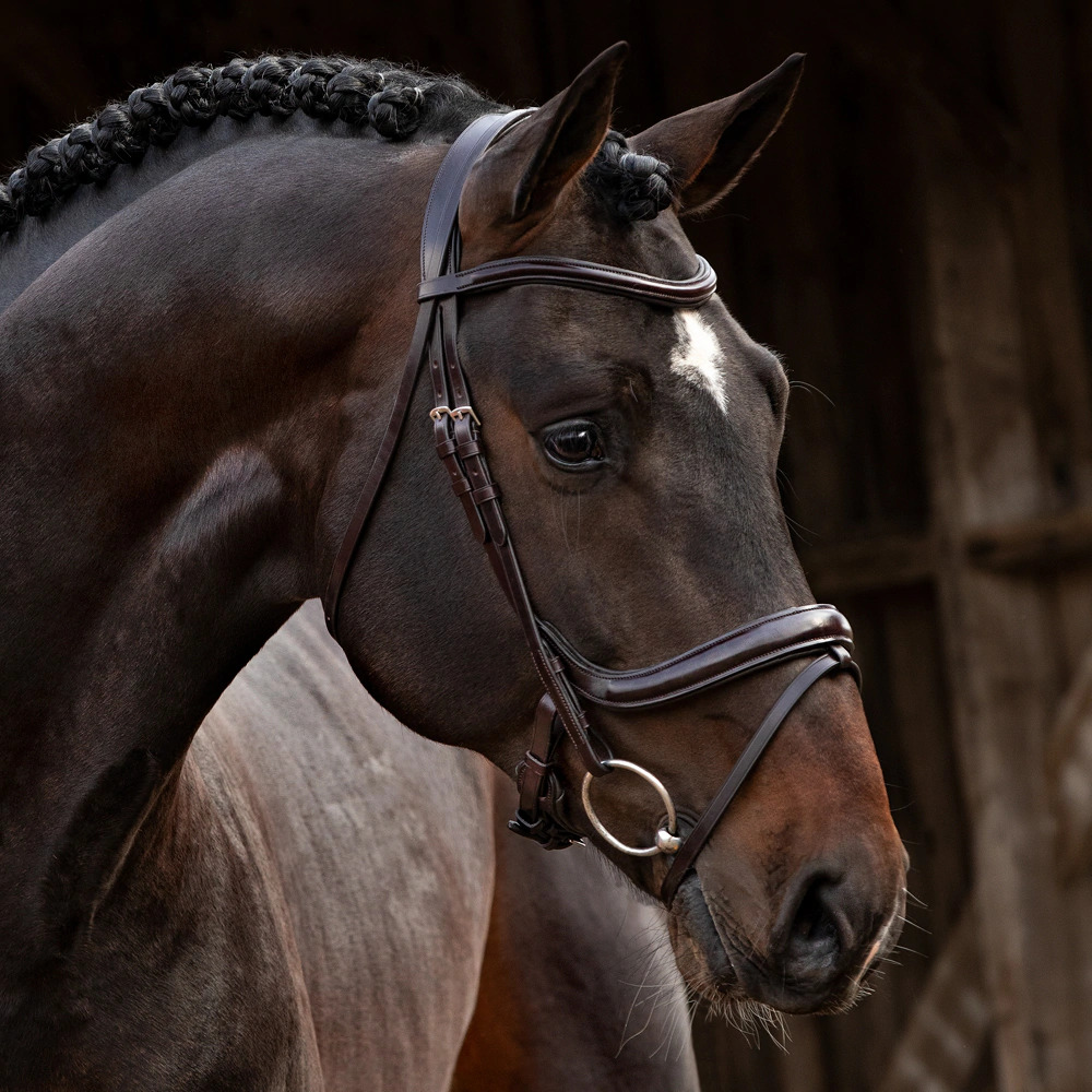 Dark brown horse with a braided mane and leather bridle in a stable.