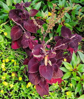 Flame Nettle Coleus Plant