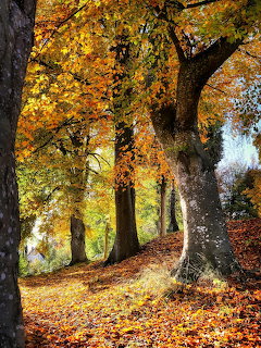 Row of large trees with vibrant yellow and orange autumn leaves and leaf-covered ground