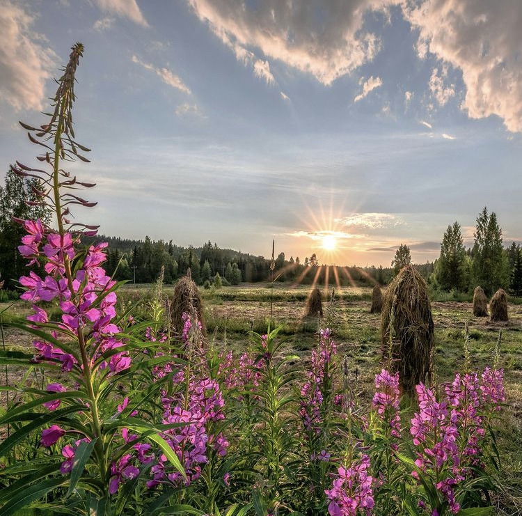 Pink fireweed flowers at sunset with forest and wetland landscape under dramatic sky