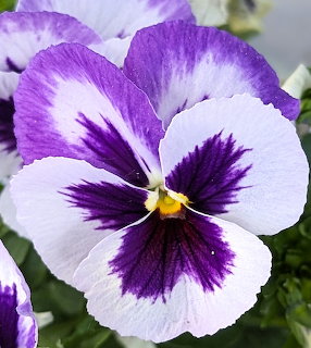 Close-up of purple and white pansy flower with dark purple center markings and yellow pistil