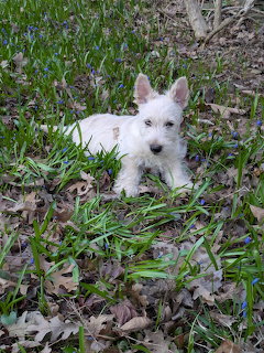 White Terier Puppy in Garden