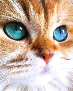 Close-up of orange tabby cat face with bright blue eyes