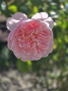 Close-up of a pink rose with multiple layered petals in soft focus against green foliage