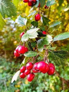 Close-up of red berries on a leafy branch with blurred autumn foliage in the background.