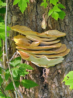 Layered brown and tan shelf mushrooms growing on textured tree bark with green foliage