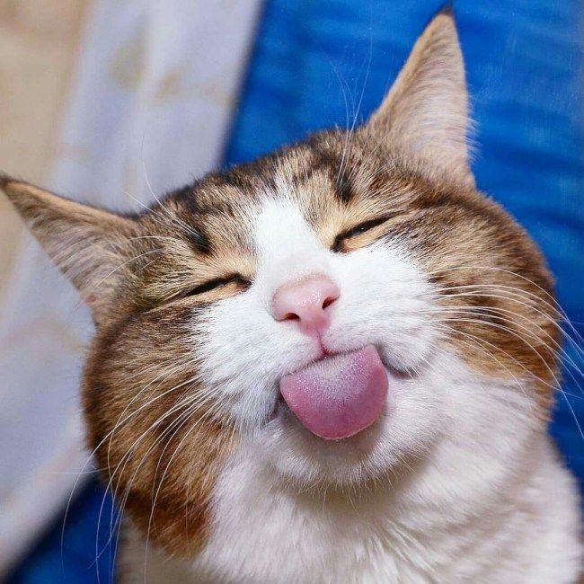 Cat Sticking Tongue Out