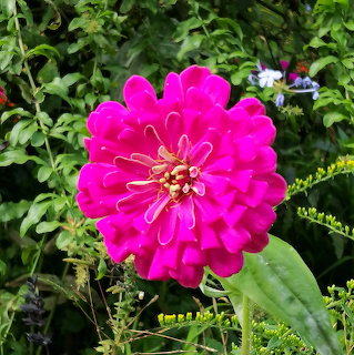 Pink Zinnia Flower