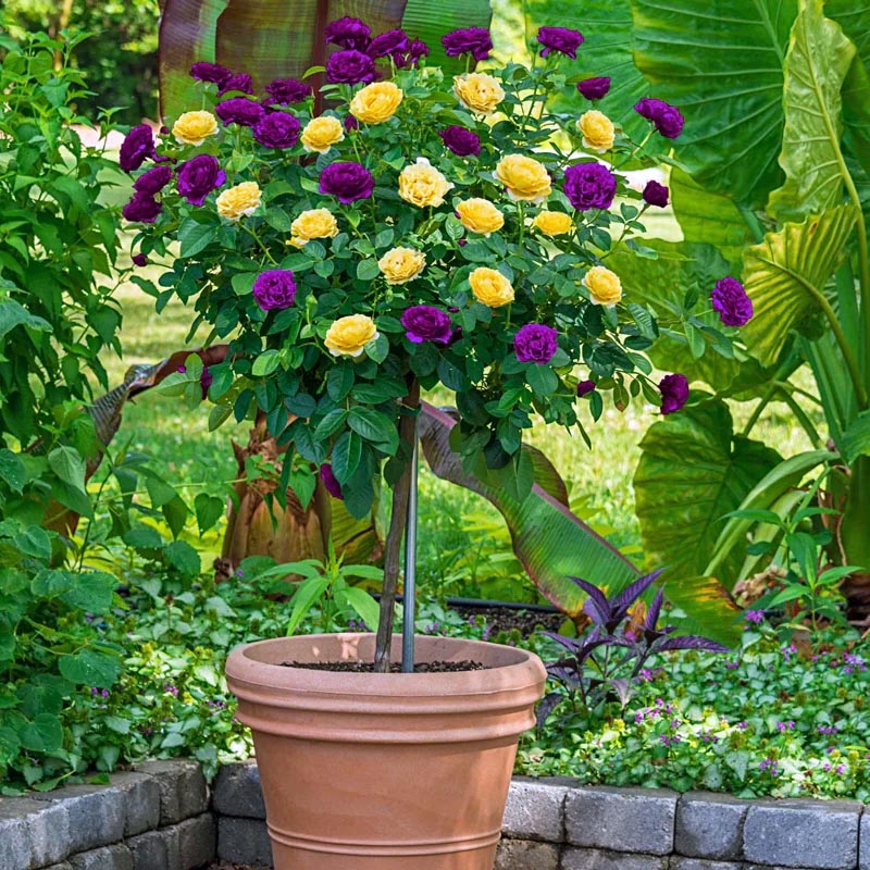 Rose Tree in Bloom