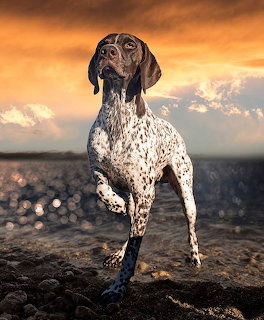 German Shorthaired Pointer dog standing on rocks at sunset