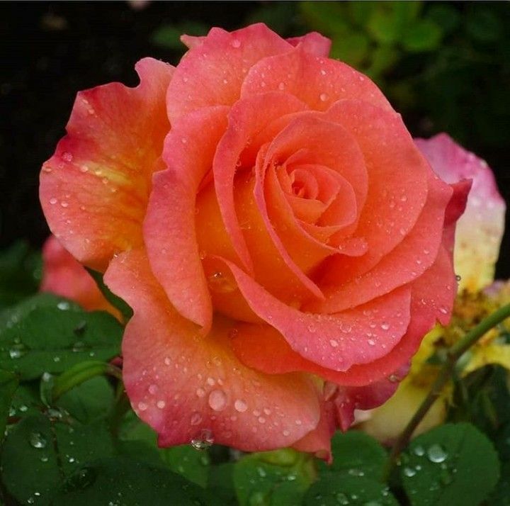 Pink and orange rose with water droplets on petals against green foliage