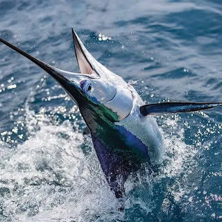 Blue marlin jumping out of the ocean with splashing water
